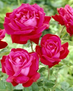 rose-bush-red-1291-p